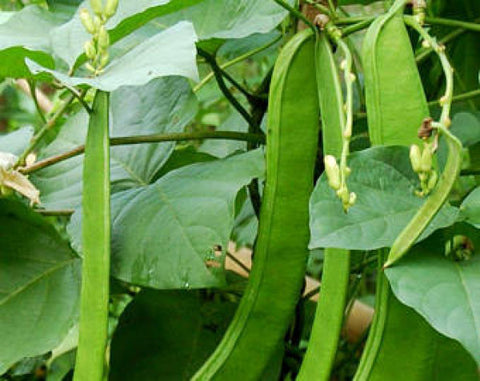 Sword Bean, Shironata Mame, Japanese, Valavara Valamara or Valpayar, Segapputampatta, Tammi kaya, Jack Bean