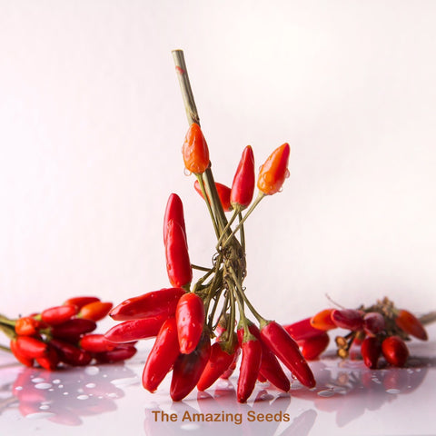 Tabasco Hot Pepper Seed