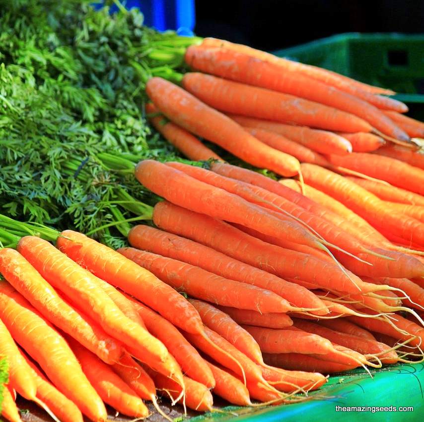 Tendersweet Carrot Seeds Heirloom (200 Seeds)