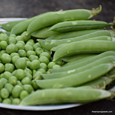 Peas, Thomas Lexton, Nitrogen Fixer, Microgreens, Heirloom Seeds