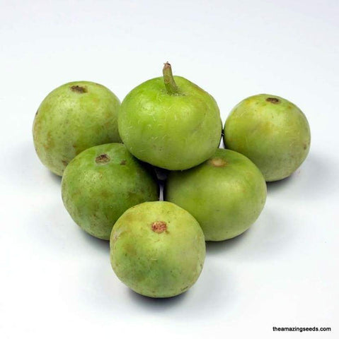 Tinda Gourd, Apple Gourd, Indian Baby Pumpkin,Indian Round Gourd