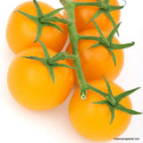 Heirloom  Jubilee, Golden Jubilee Tomato Seeds