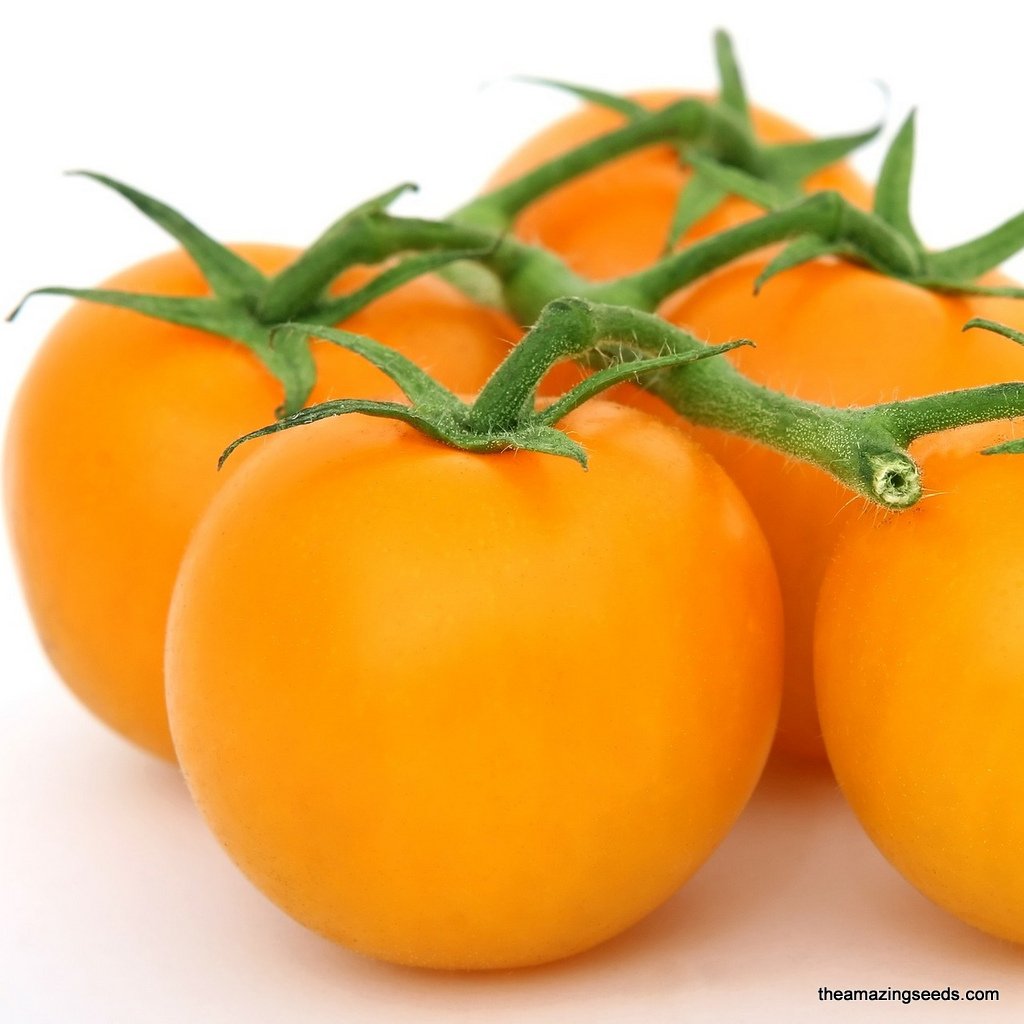 Heirloom  Jubilee, Golden Jubilee Tomato Seeds