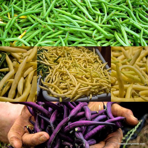 Bush Bean Tri Color Mix Seeds