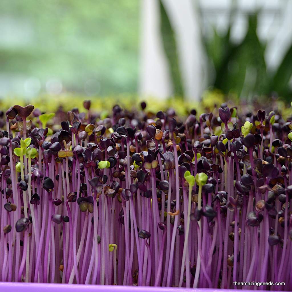 Heirloom Triton Purple Stem Radish Microgreen Seeds