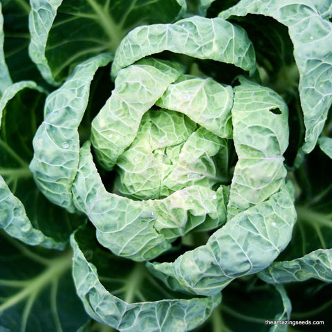 Vates Collard Seeds / Microgreen