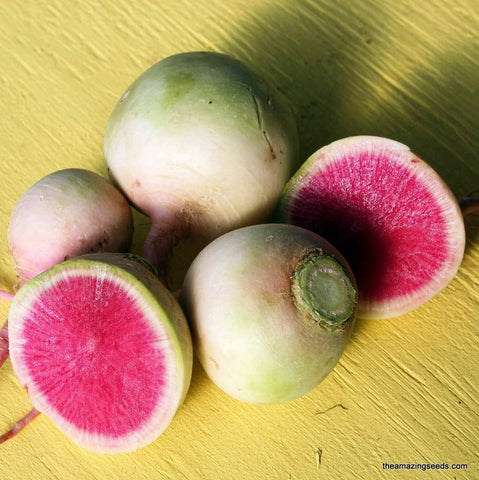Watermelon Radish Seeds