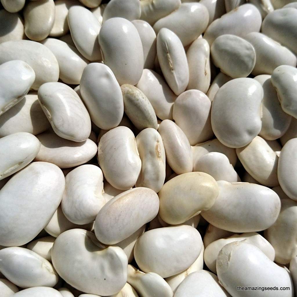 White Emergo Runner Bean Seed, Sweet White Runner Seed