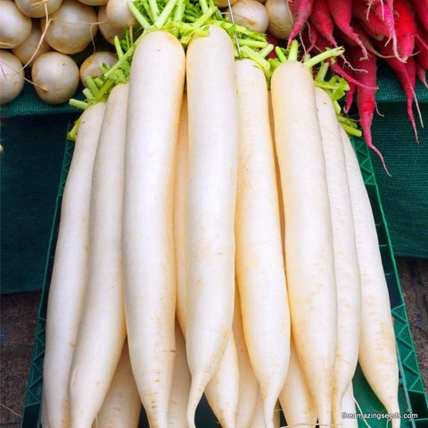 Heirloom White Icicle Radish Seeds