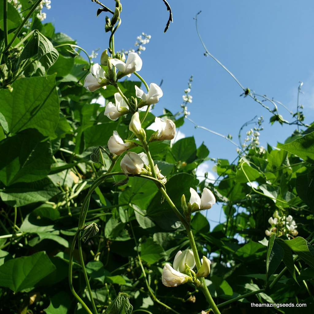 planting hyacinth bean seeds Hyacinth Bean seeds ,HighYielding Delicious Asian Bean Variety, Papdi,White Seeds