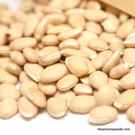 Hyacinth Bean seeds ,HighYielding Delicious Asian Bean Variety, Papdi,White Seeds