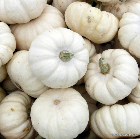 Pumpkin, Baby Boo, Mini Harvest pumpkin, White, Miniature, Small pumpkin (treated)