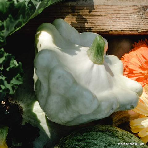 Heirloom Early White Scallop, Patty Pan, Bush, Summer Squash Seed