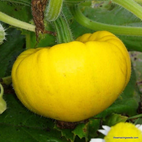 Heirloom Yellow Scallop Bush Summer Squash Seed