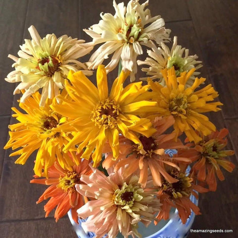 Giant Cactus Zinnia Mix Seeds