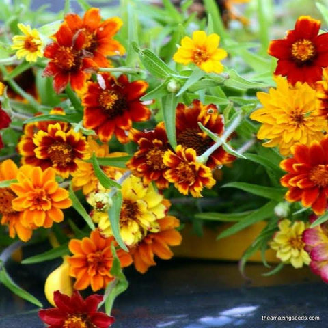 Zinnia, Persian Carpet Mix Flower, Zinnia Elegans, Mexican Zinnia, Wildflower Seeds