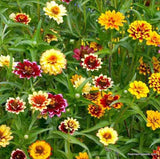 Zinnia, Persian Carpet Mix Flower, Zinnia Elegans, Mexican Zinnia, Wildflower Seeds