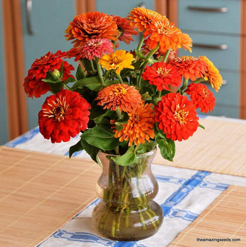 California Giant Zinnia Mix Seeds