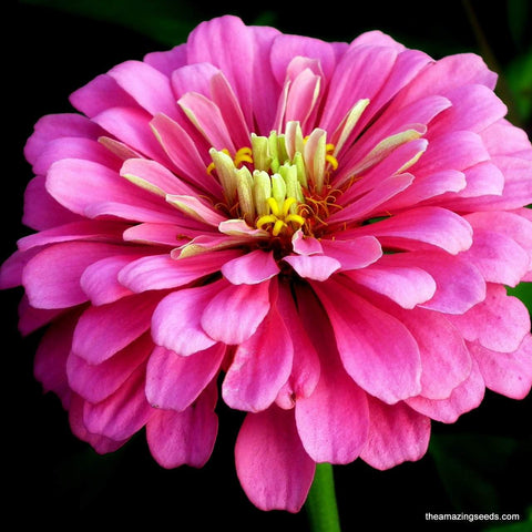 California Giant Zinnia Mix Seeds