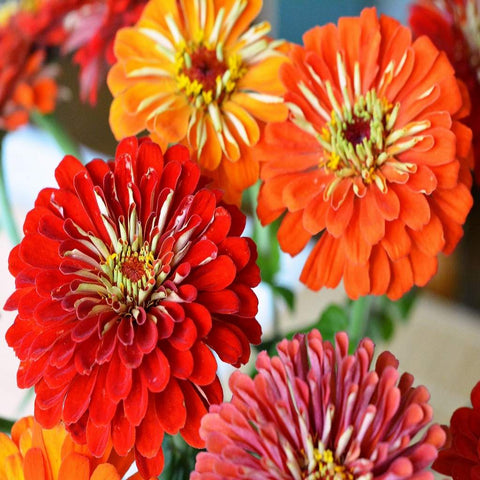 Lilliput Zinnia Mix Seeds
