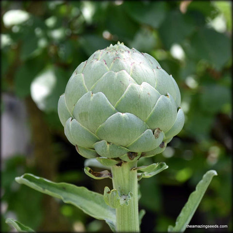 Artichoke, Green Globe, Cynaria scolymus , Heirloom Seeds