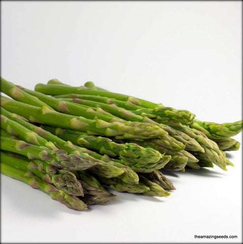 Asparagus, Mary Washington, Heirloom Seeds