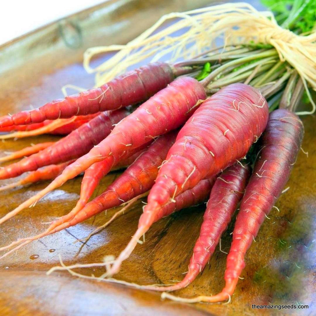 Atomic Red Carrot Heirloom