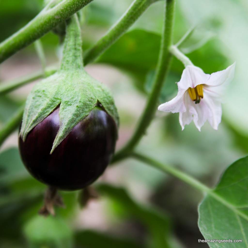 eggplant plant seeds Eggplant Round Purple, Indian Eggplant, Purple vankaya, Vankay, Brinja – The Amazing Seeds