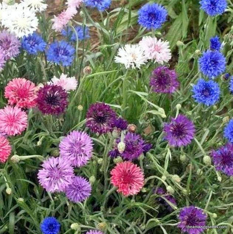 Cornflower/Bachelor Button Seeds - Dwarf Mix - 1 Ounce - Blue/White/Pink  Flower Seeds, Heirloom Seed Attracts Bees, Attracts Butterflies, Attracts