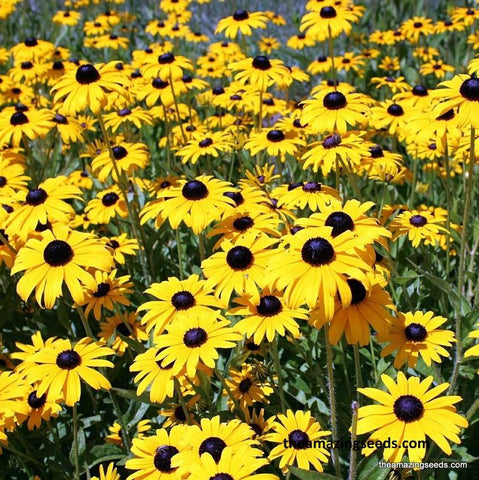 Flower, Black-Eyed Susan, Indian Summer, Gloriosa Daisy, Yellow Ox-eye Daisy, Wildflower Seeds