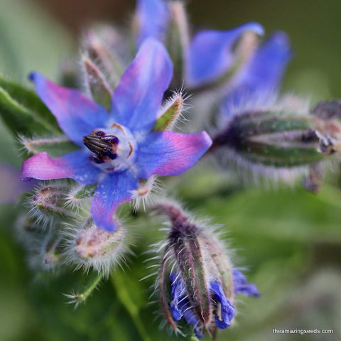 Borage Seeds/ Borago officials/star-shaped flowers/Herb/Medicine
