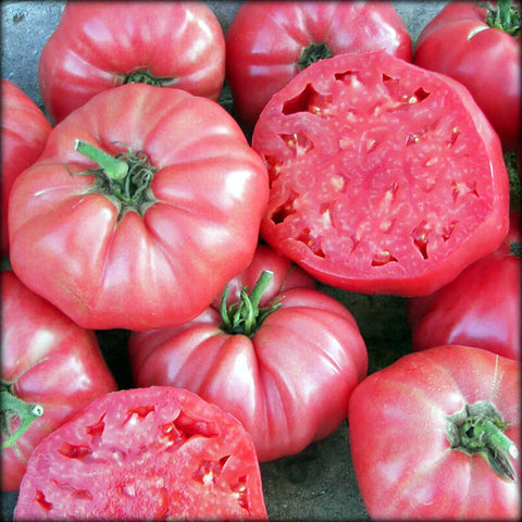 Organic Brandywine PINK, Heirloom Tomato Seeds