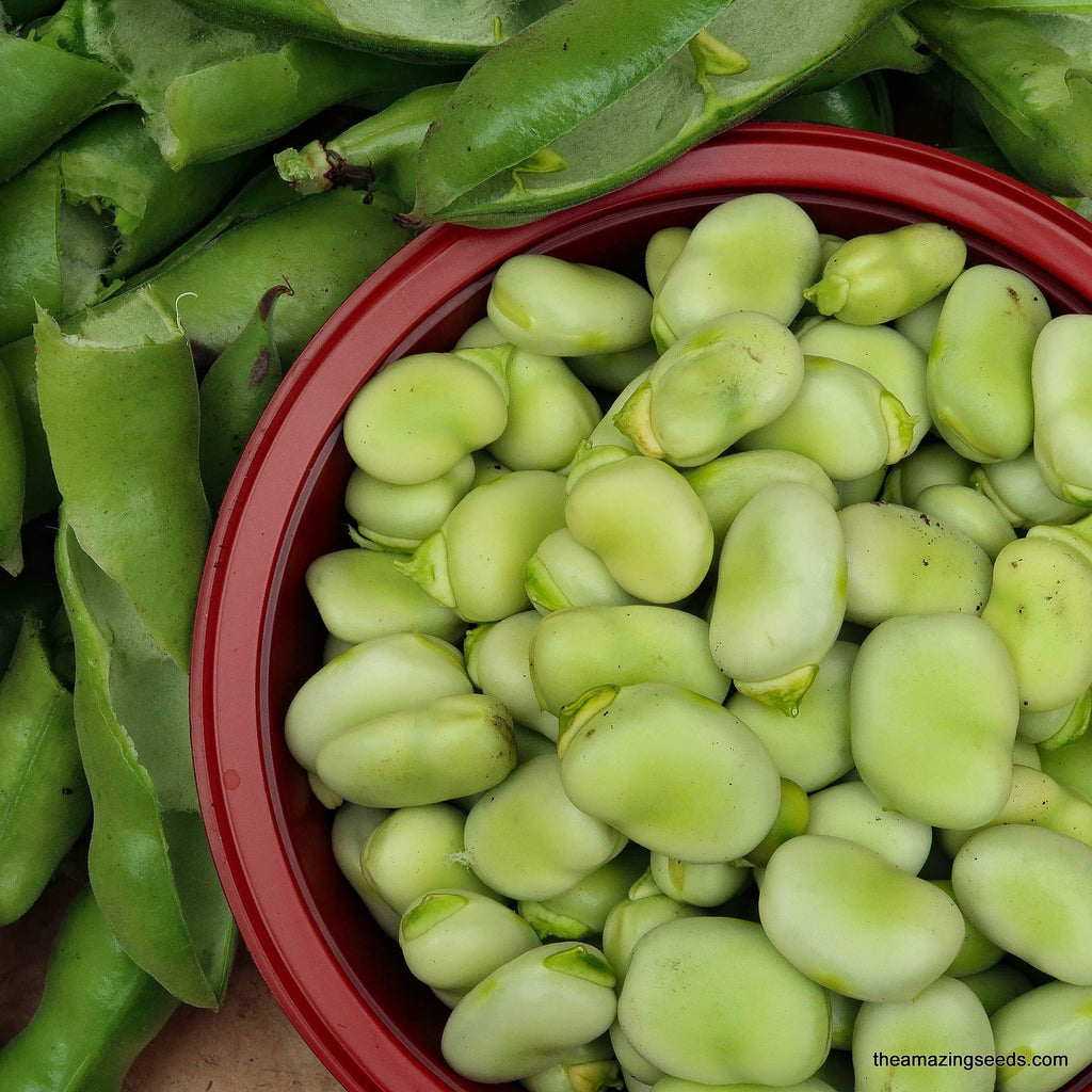 Fava Windsor Broad Bean Seeds