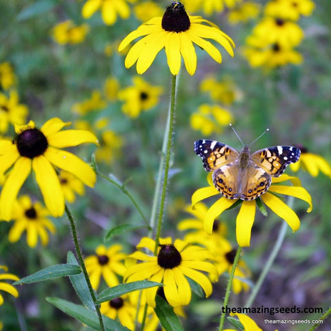 Flower, Black-Eyed Susan, Indian Summer, Gloriosa Daisy, Yellow Ox-eye Daisy, Wildflower Seeds