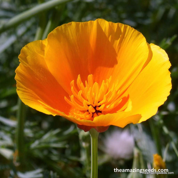 Flower, California Poppy, Orange, wildflowers, Native flower Seeds ...