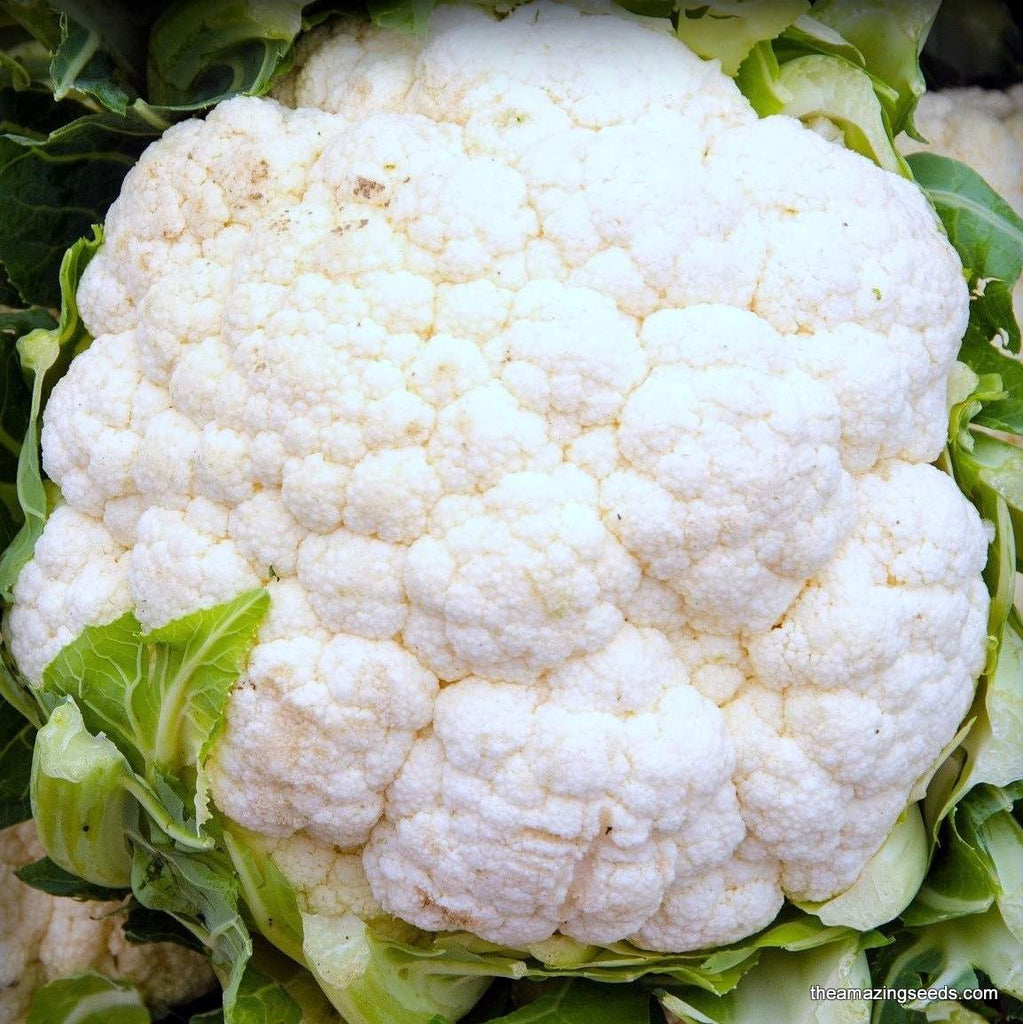Cauliflower, Snowball Y Improved, Heirloom Seeds