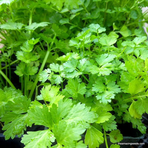 Coriander, Cilantro, Chinese Parsley, Heirloom Seeds