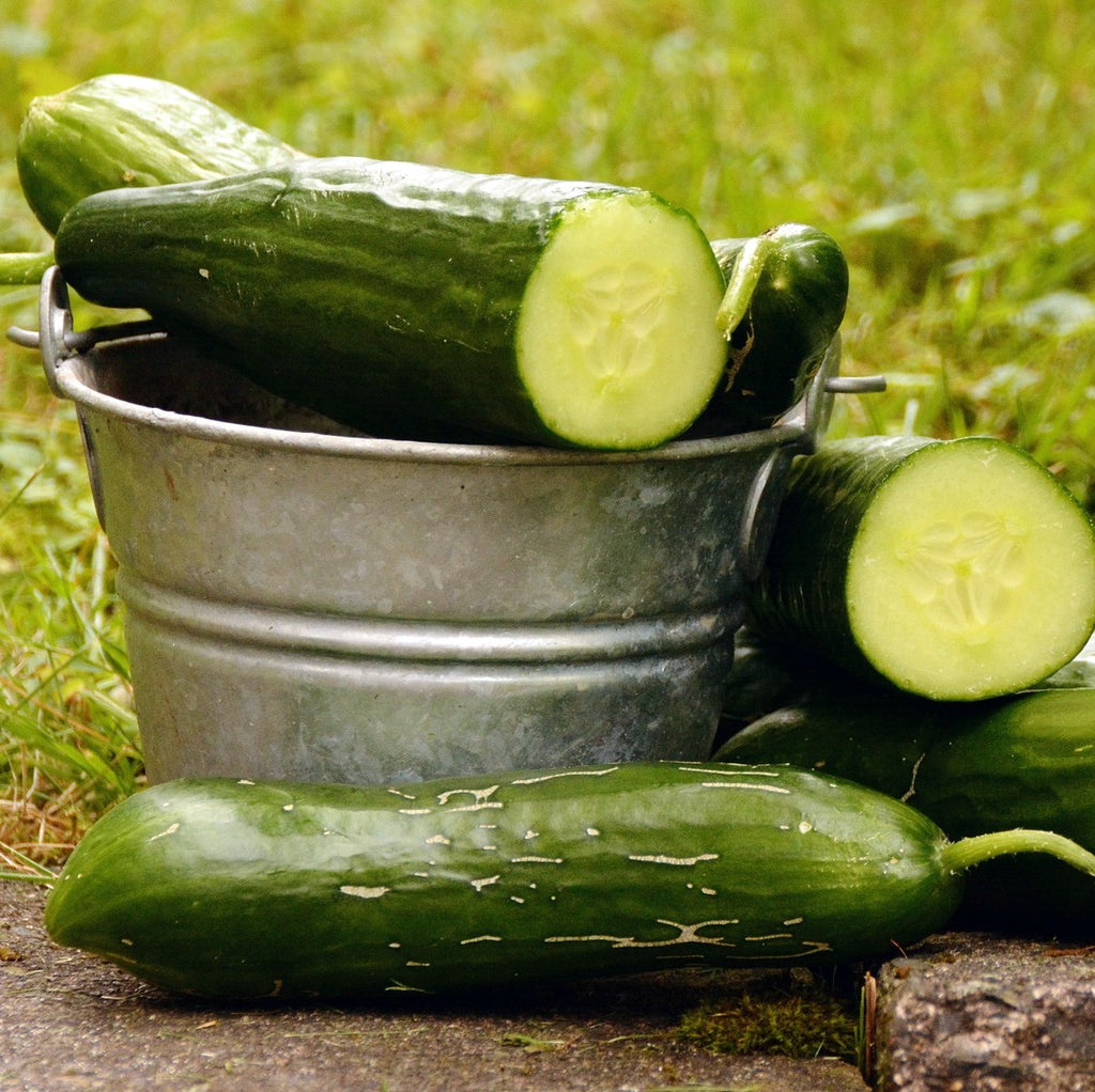 Cucumber Marketmore, Slicing Cucumber, Heirloom