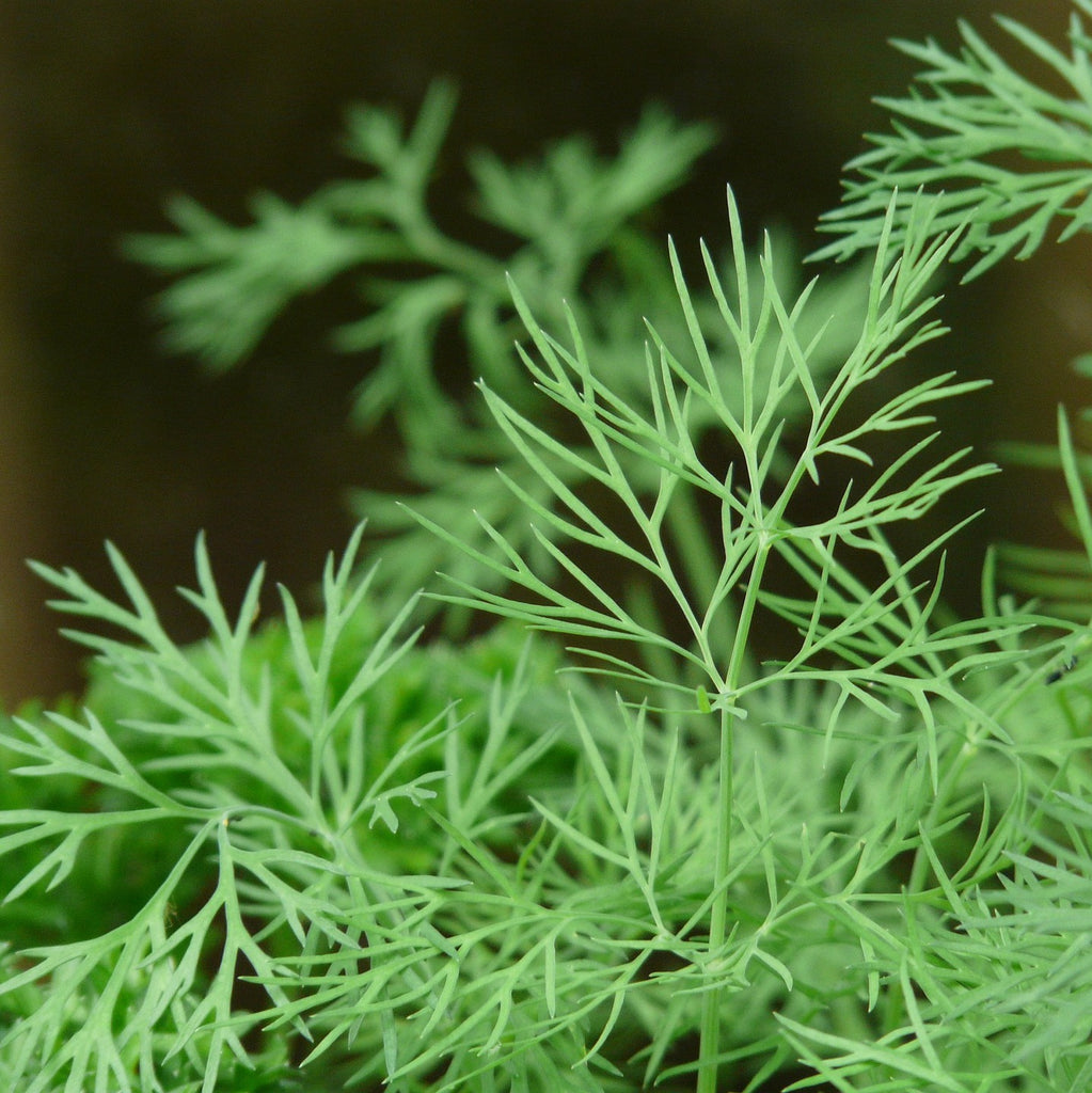 dill plant in pot Dill Bouquet, Dill weed, Heirloom Seeds