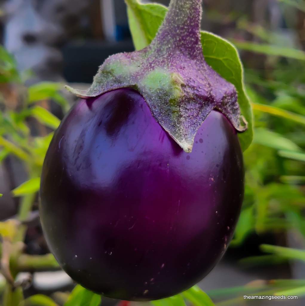 Organic Ornamental Eggplant, Pumpkin On A Stick Eggplant, Pumpkin bush –  The Amazing Seeds