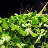 Fenugreek Herb Seeds/ Leafy vegetable/ Microgreens