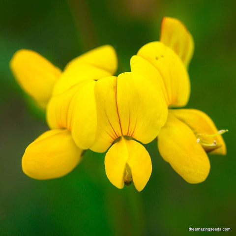 Fenugreek Herb Seeds/ Leafy vegetable/ Microgreens