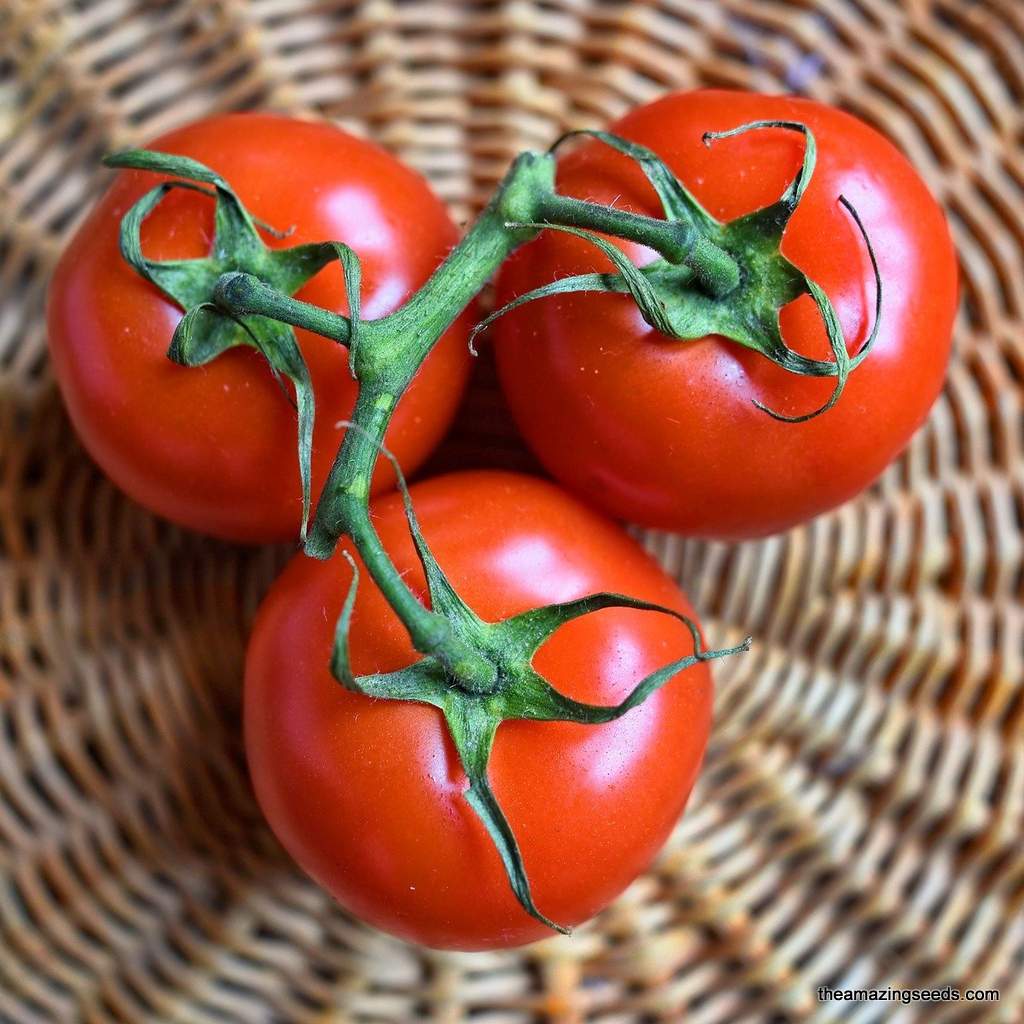 Heirloom Floradade Tomato Seeds