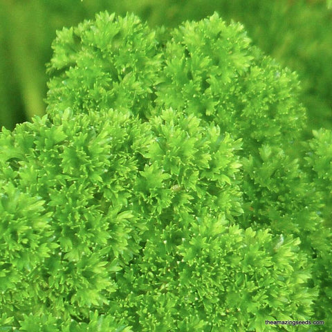 Parsley, Forest Green, Heirloom Seed
