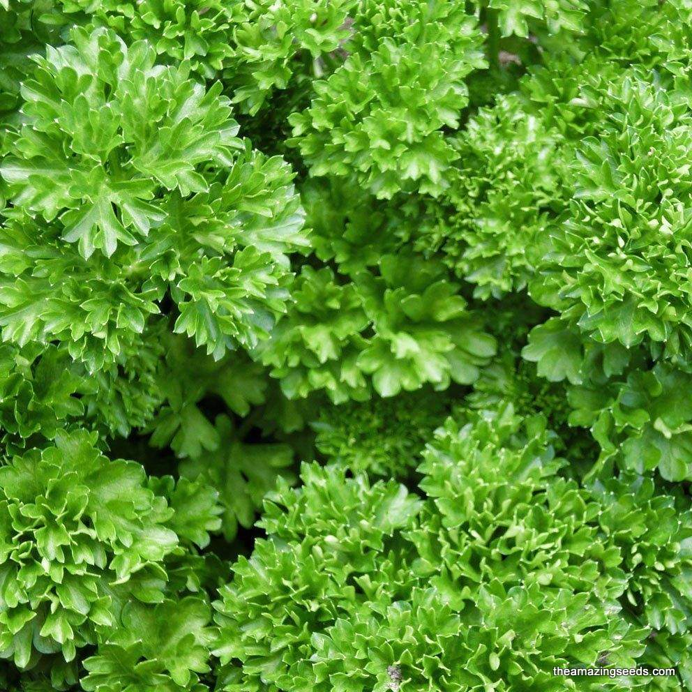Parsley, Forest Green, Heirloom Seed