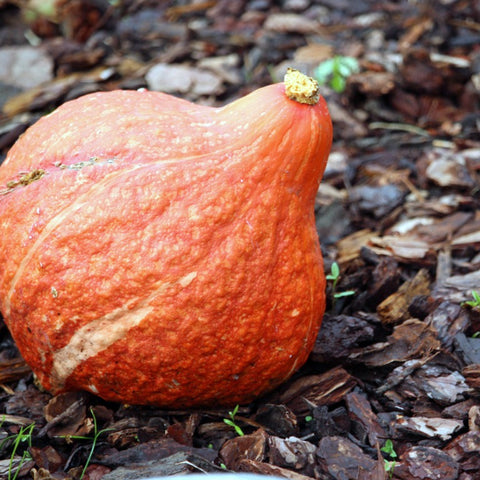 Winter Squash, Golden Hubbard, Cucurbita maxima, Red Hubbard, Golden Warted Hubbard, Heirloom