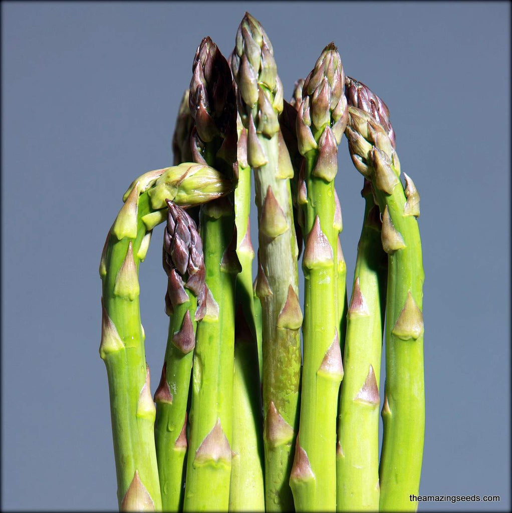 Asparagus, Mary Washington, Heirloom Seeds