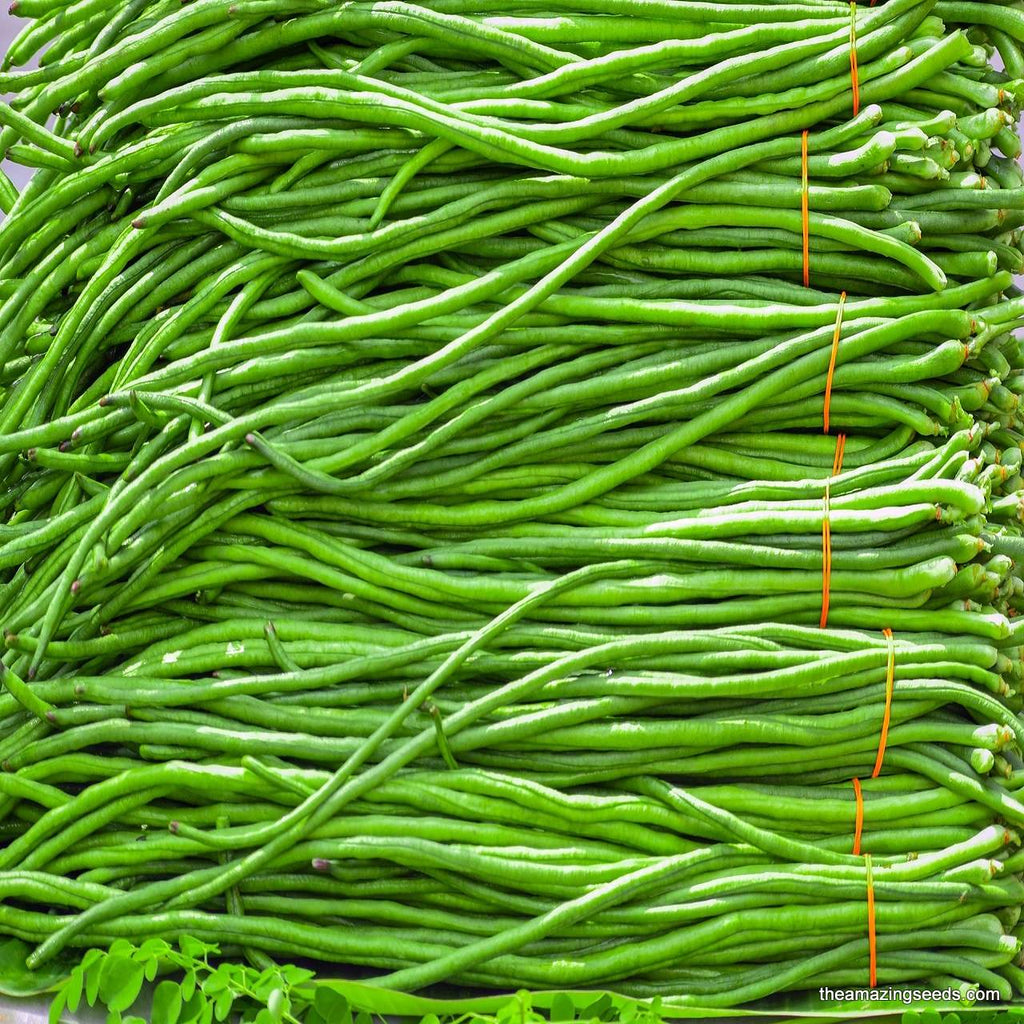 Green Yard Long, Black Seed, Asparagus beans, Chinese Long beans Seed