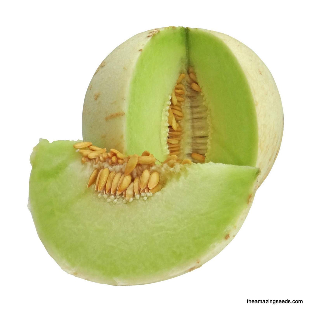 Melon, Green Flesh Honeydew, Heirloom Seed