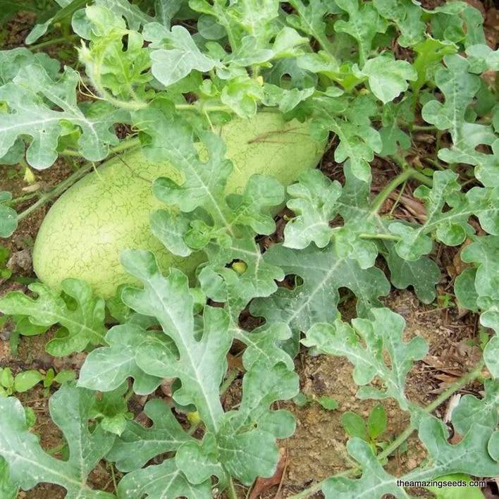 Watermelon Charleston Grey - Barossa Valley Seeds Watermelon Charleston Grey - Barossa Valley Seeds